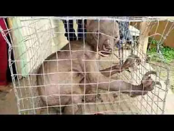 Video: RARE Creatures That Actually Exist